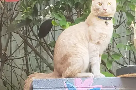 Lost Male Ginger Tabby Cat | Lorne St, Brisbane