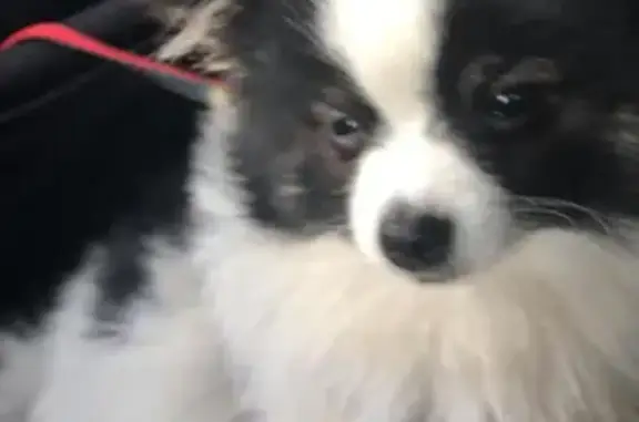 Lost Dog: Queen Mary Rd, 110