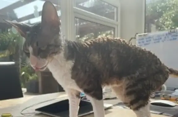 Missing 4yr old Cornish Rex Cat 'ADDY' in Bournemouth