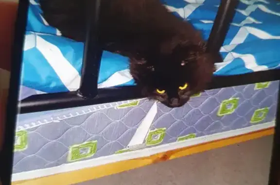 Lost: Fully Black Girl Cat, 6 Months Old - Shirvington Way, Onkaparinga