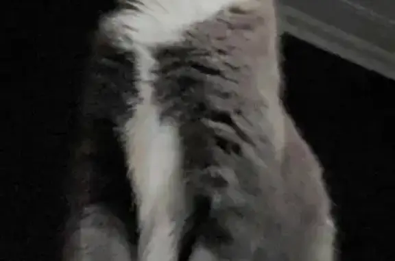 Lost Grey Kitten: Ahsoka, 7mo, Female | Warrigal Rd, Stonnington
