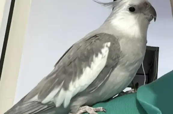 Lost Grey Cockatiel DeeDee: $500 Reward