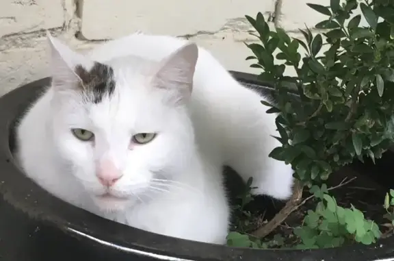 Lost: White Male Cat, 12yrs, Albert St, Caulfield