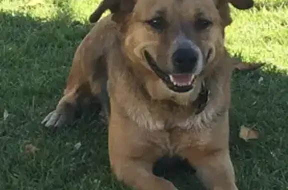 Lost Friendly Large Dog in Blacktown, NSW