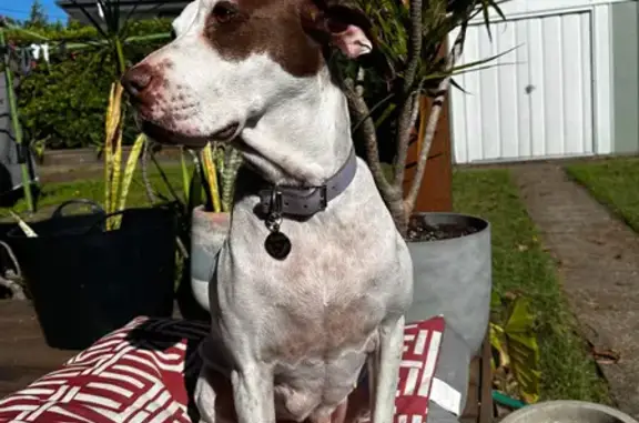 Lost: Indie, 8-9 yr old English Pointer X