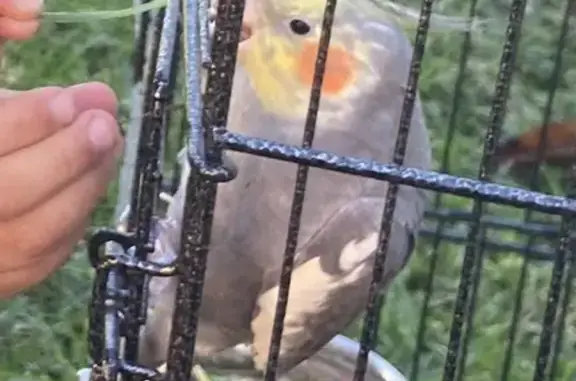 Lost Friendly Cockatiel: Green Leg Ring, Maryland Drive