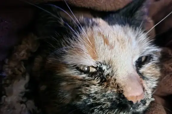 Lost Tortoiseshell Cat: Scared, Microchipped, Sherwood Street