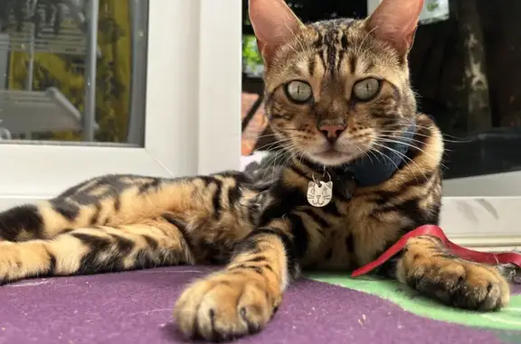 Lost Bengal Cat: Brown Marbled, Central Reading
