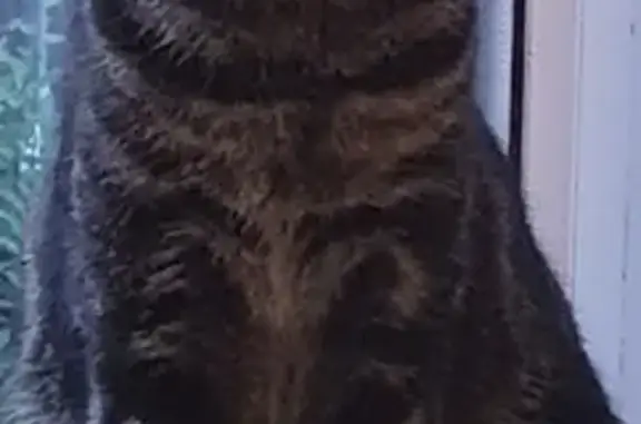 Lost Neutered Cat: Timid, Last Seen Near Station Road