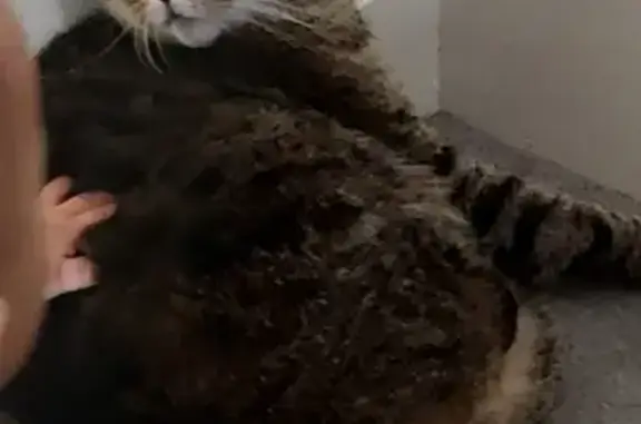 Lost Male Cat: YUKI - Dark Brown, Shy & Fearful