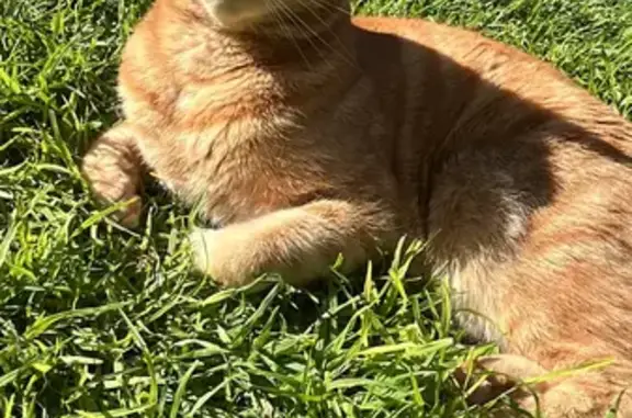 Lost Ginger Male Cat: Kara Street, Adelaide