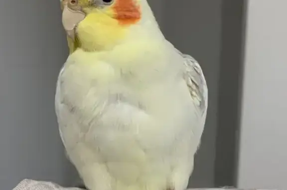 Lost Yellow Cockatiel: Whistle for Him!