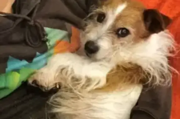 Lost Long Haired Jack Russell in Wattle Grove