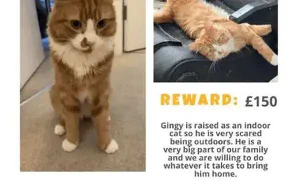 Ginger male cat missing, help find him!