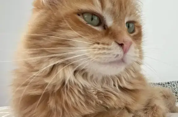 Help Find Mimi: Missing Ginger Cat