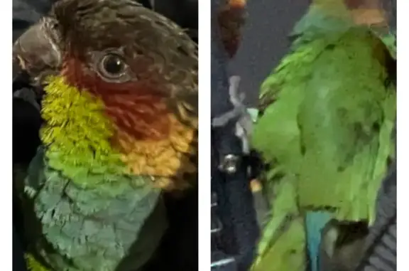 Lost Blue Throated Conure Romeo - Help Find!