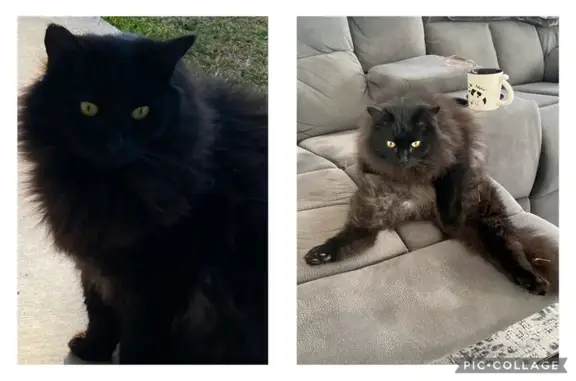 Lost: Black & Grey Male Cat, Desexed, 9yrs | Brisbane