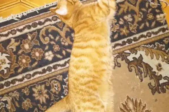 Lost: Young Wireless Ginger Cat with Orange Eyes