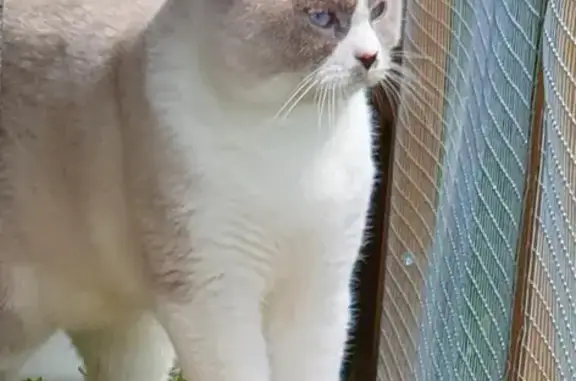 Lost British Shorthair: Scared & Missing on Katoomba Drive