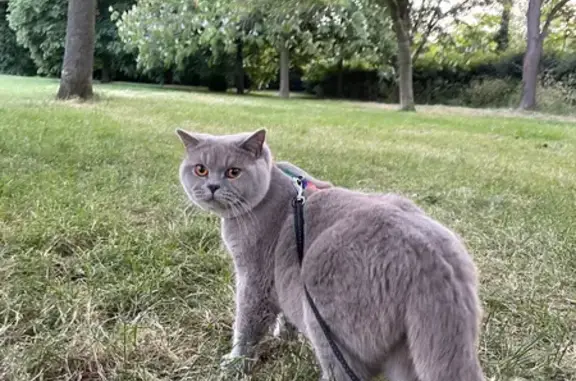 Lost Chunky Lilac British Shorthair Cat in Regents Park