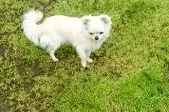 Lost: Friendly White Mini Chihuahua | Epping Road, Whittlesea