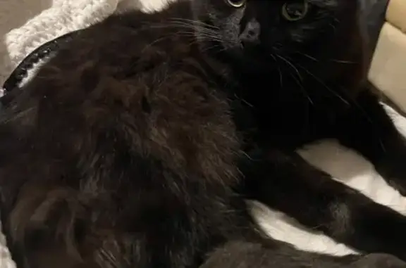 Lost: Fluffy Black Kitten, 10 Months Old