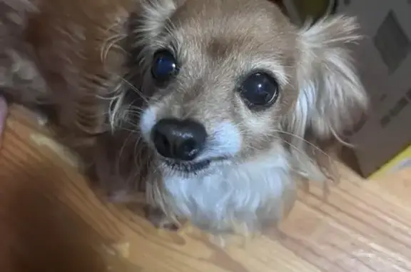 Lost Cavoodle x Chihuahua: Help find tan male dog!