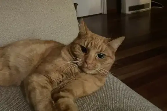 Lost Ginger Female Cat: Unchipped, 5 yrs, Canning Highway