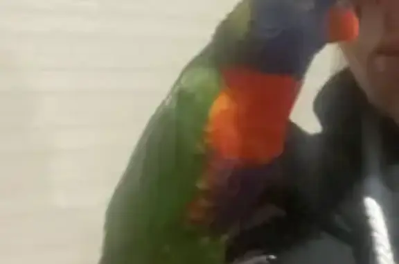 Lost Rainbow Lorikeet in Dandenong North - Reward Offered