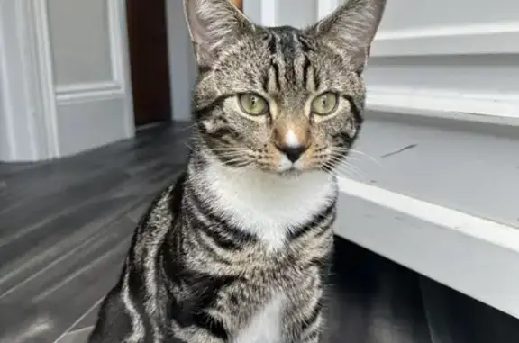 Lost Tabby Cat Tom: Missing on Blacker Road