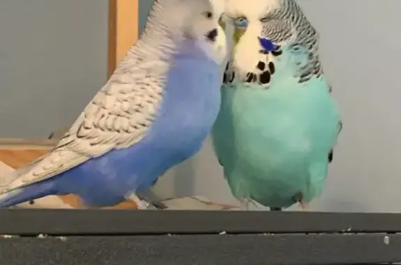 Lost pets , photo: Bonded Budgies Lost: English & Purple/Blue Males | Kenmore Dr.