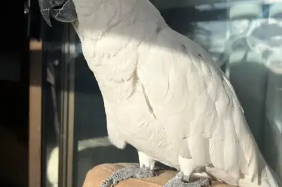 Lost 6yo Cockatoo: White Sulphur Crested, Responds to 'Hello Cocky'