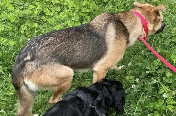 Lost Dog: Scared & Nervous on Petitor Rd