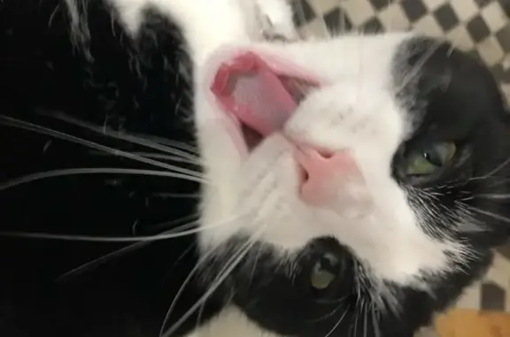 Lost Female Cat: Black & White, Pink Nose | Bristol, UK