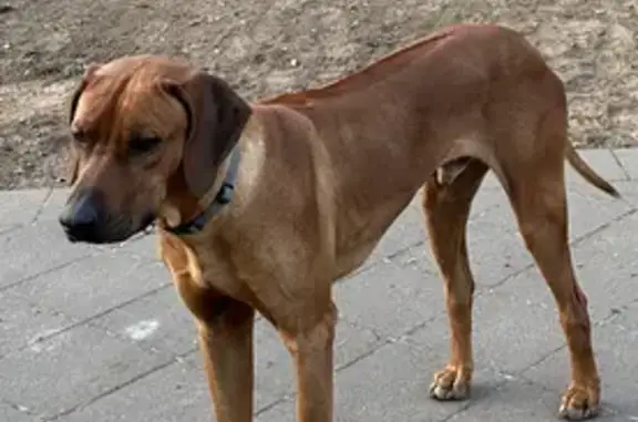 Lost Ridgeback: Brown Male Dog Hit by Truck, Escaped Leworthy Loop