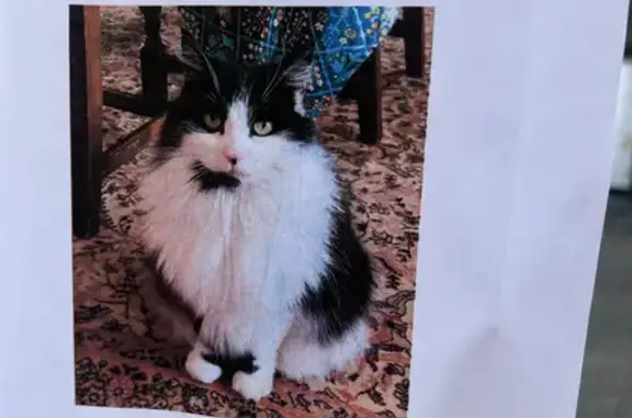 Lost Black & White Female Cat: Missing for 14 Years in Nelson Square, England