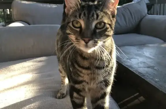 Lost Tabby Cat: Bardwell Road, Bayside Council