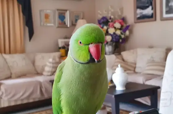 Lost Talkative Bird: Help Find Ollie!