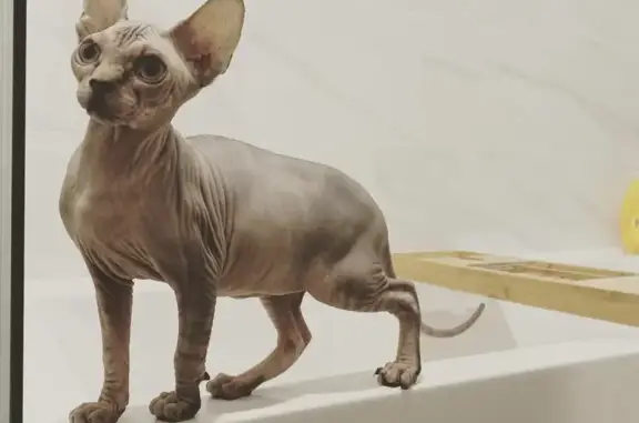 Lost Sphynx Cat: Help Bring Her Home!