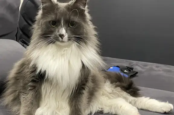 Lost Grey Long Hair Cat: Nami, Osborne St, Hobsons Bay