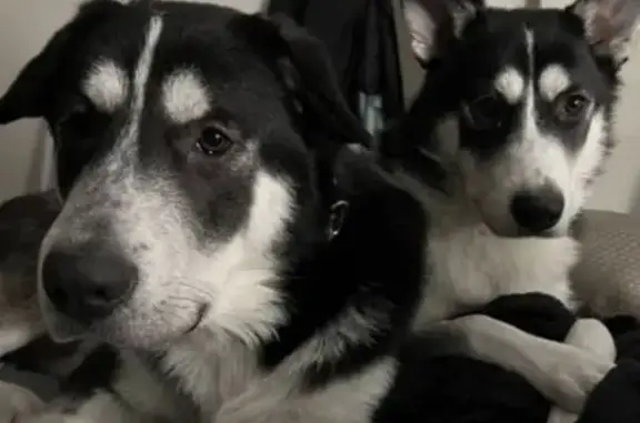 Missing Black & White Sibling Dogs: Troy & Winter - Reward! Wollert/Epping