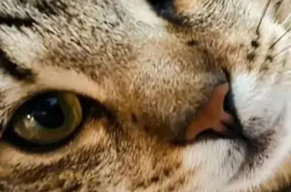 Lost Bengal Cross Cat - Help Find Our Beloved Pet