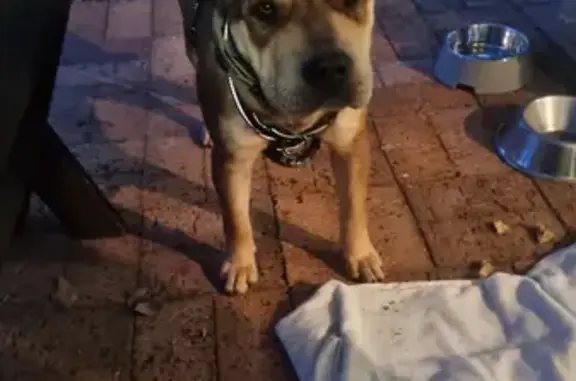 Lost Scared Rescue Dog: Help Find 2-Year-Old Sharpie/Staffy in Berry Court, Bassendean