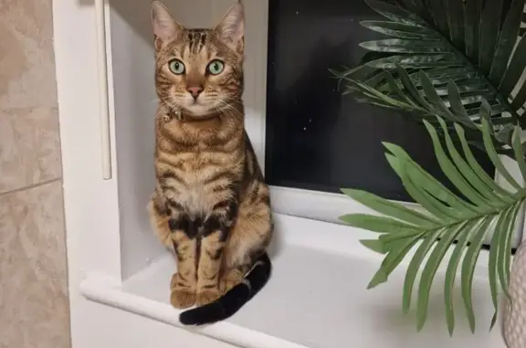 Missing Tiger: Roasted Marble Bengle with Distinctive Stripes