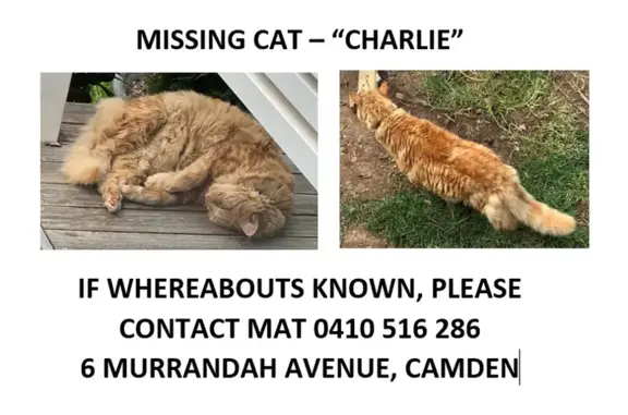 Lost Ginger Cat: Male, Last Seen 9.15pm Murrandah Ave, Camden