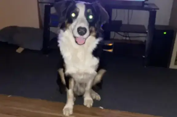 Lost Border Collie: Missing Colour, Barber Drive, Wyndham