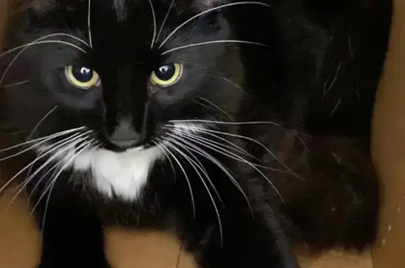 Lost: Friendly Black & White Tuxedo Cat in Wollongong