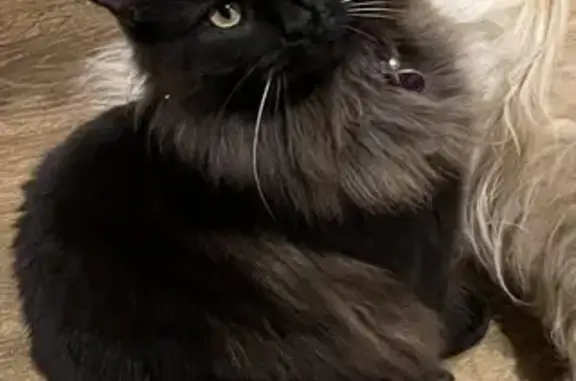 Lost: Black Fluffy Female Cat, 10 Months Old - Dorrien Ave, Onkaparinga