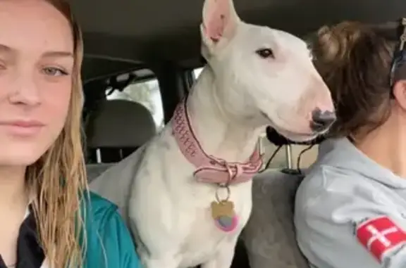 Lost: White Female Bull Terrier on Victoria Road