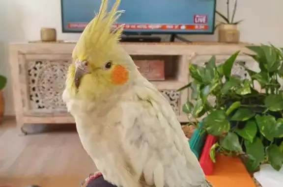 Desperate search for friendly lost bird Toby!